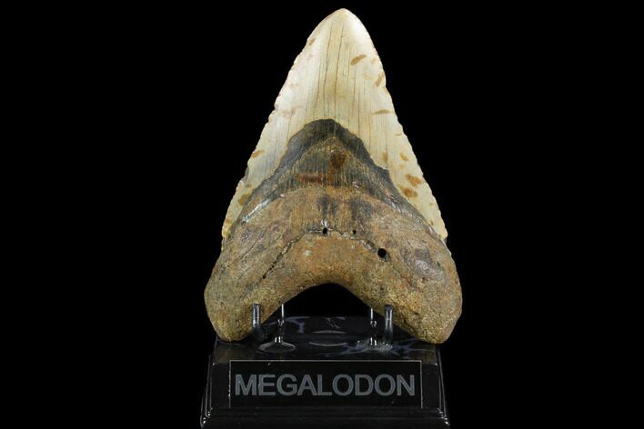 Huge, Fossil Megalodon Tooth - North Carolina #124415